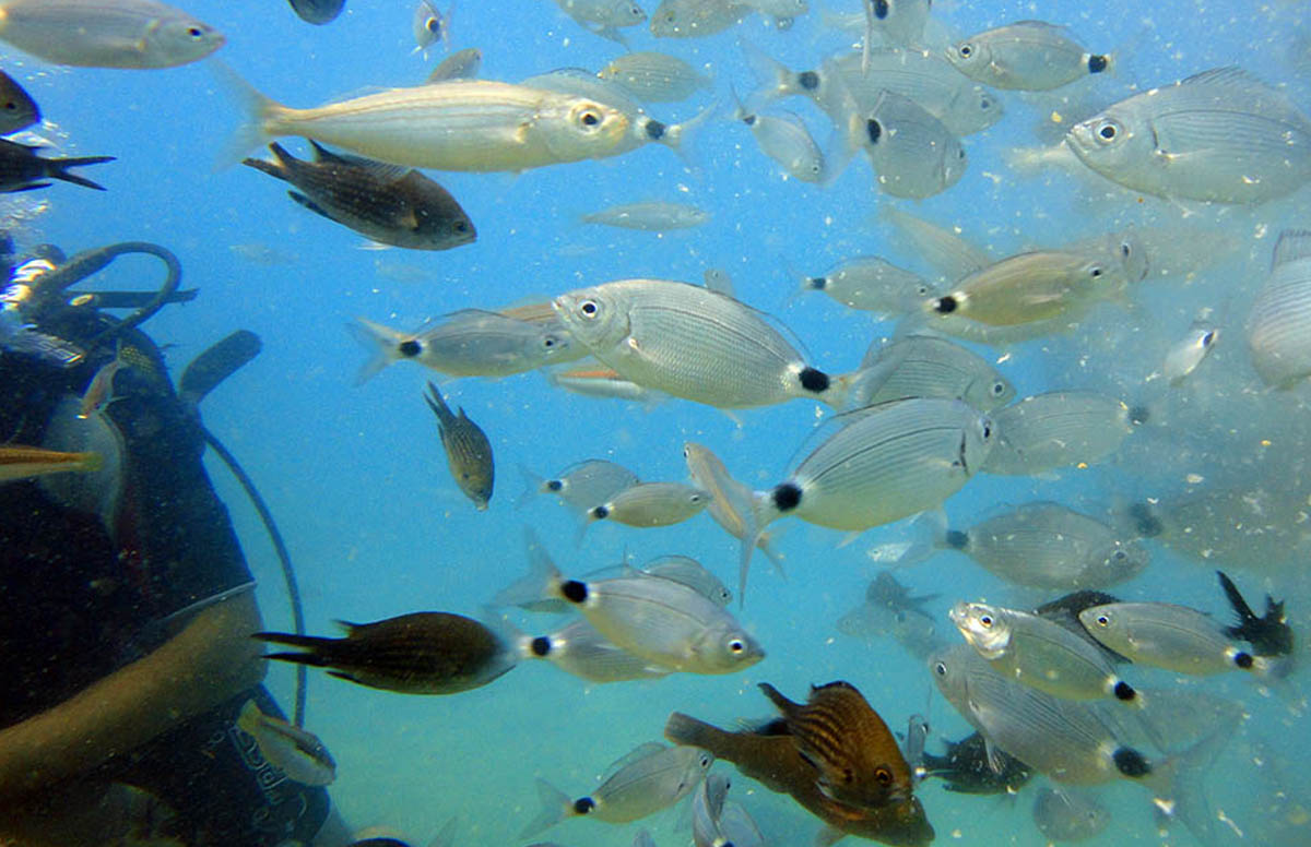 scuba diving Antalya koprulukanyon Gokcesu camping rafting